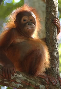 orangutan