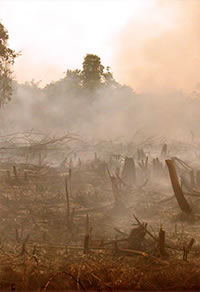 burnt rainforest